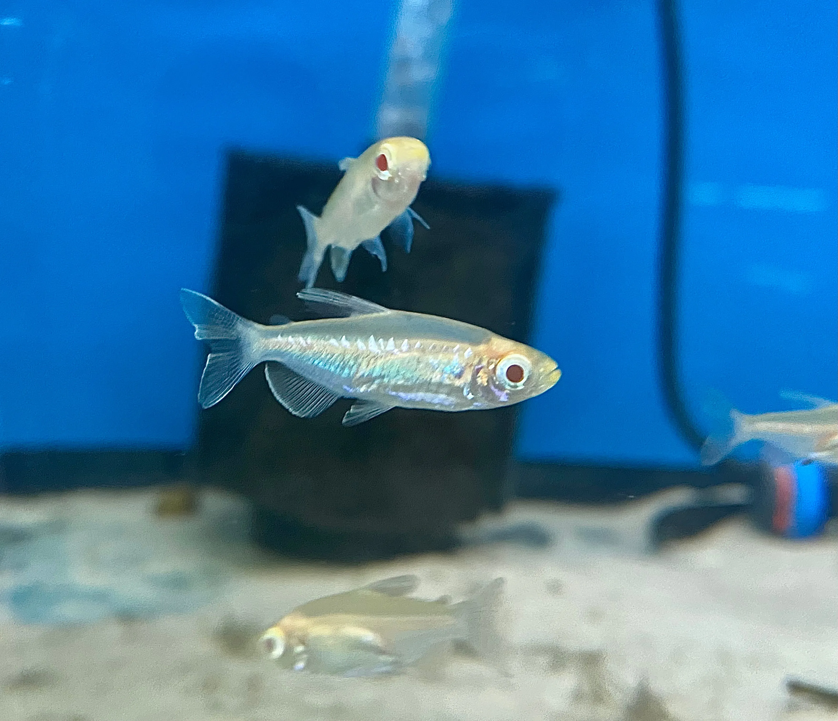 Albino Congo Tetra (Males)