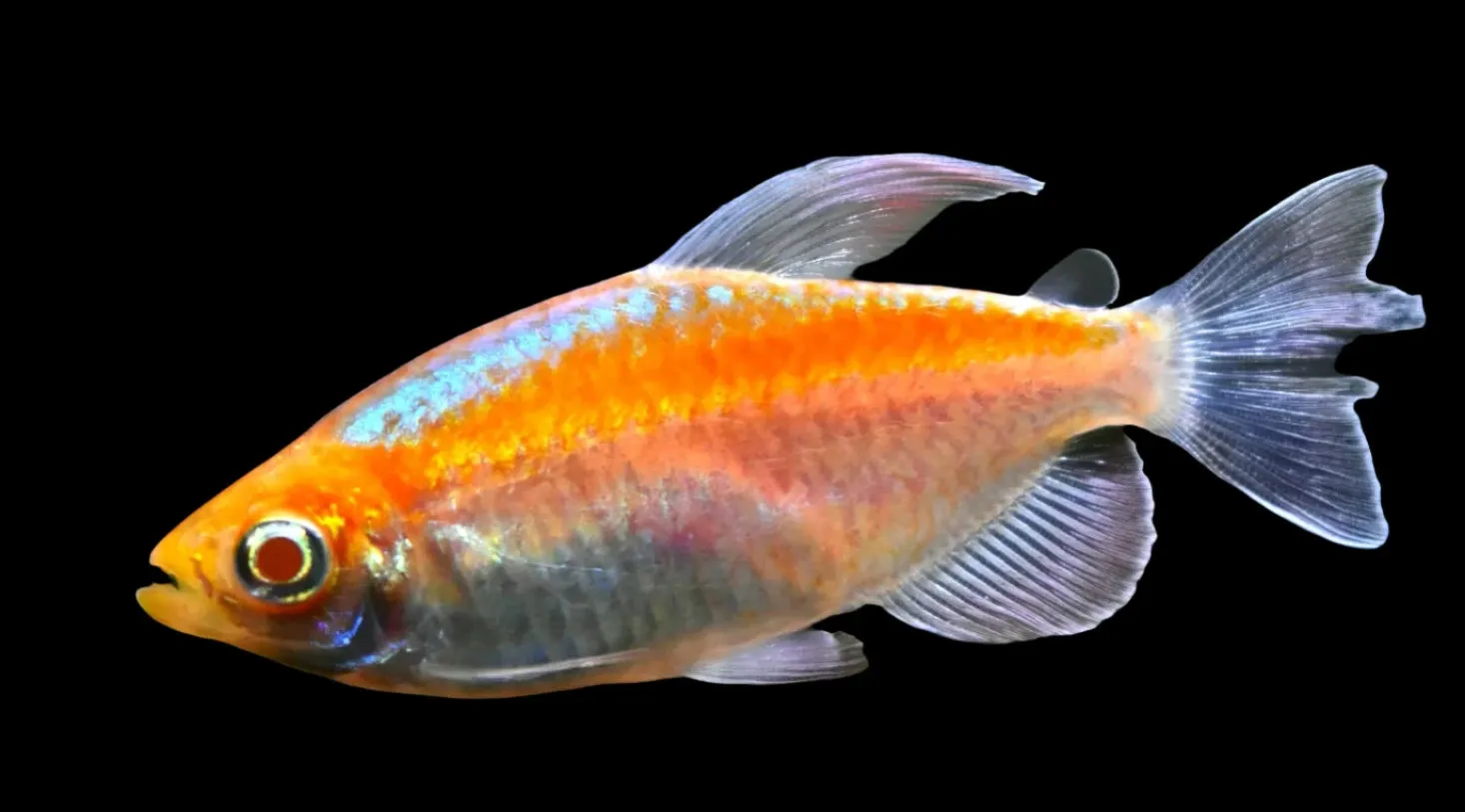 Albino Congo Tetra (Males)