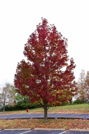 Liquidambar styraciflua 'Worplesdon' (Worplesdon Sweet Gum)