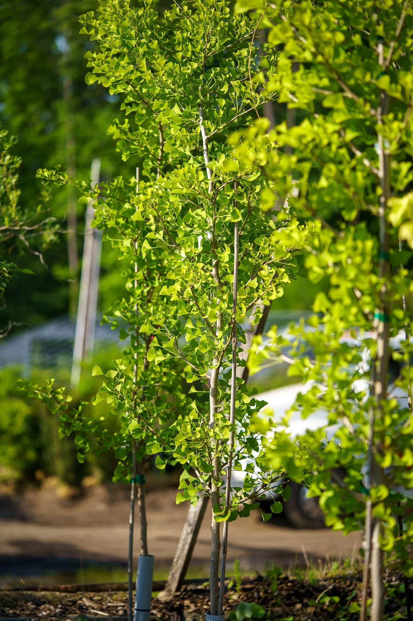 Sky Tower Ginkgo