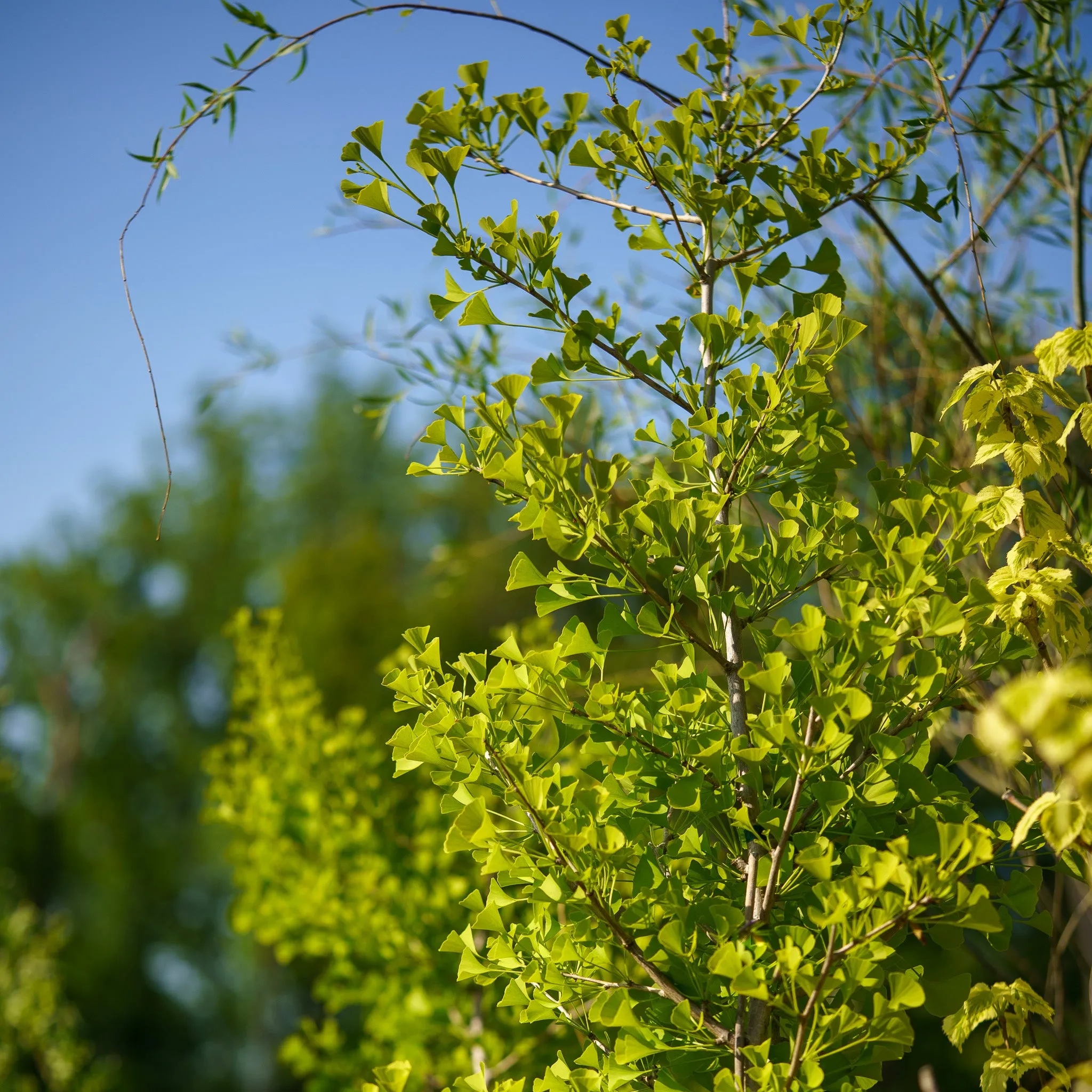 Sky Tower Ginkgo