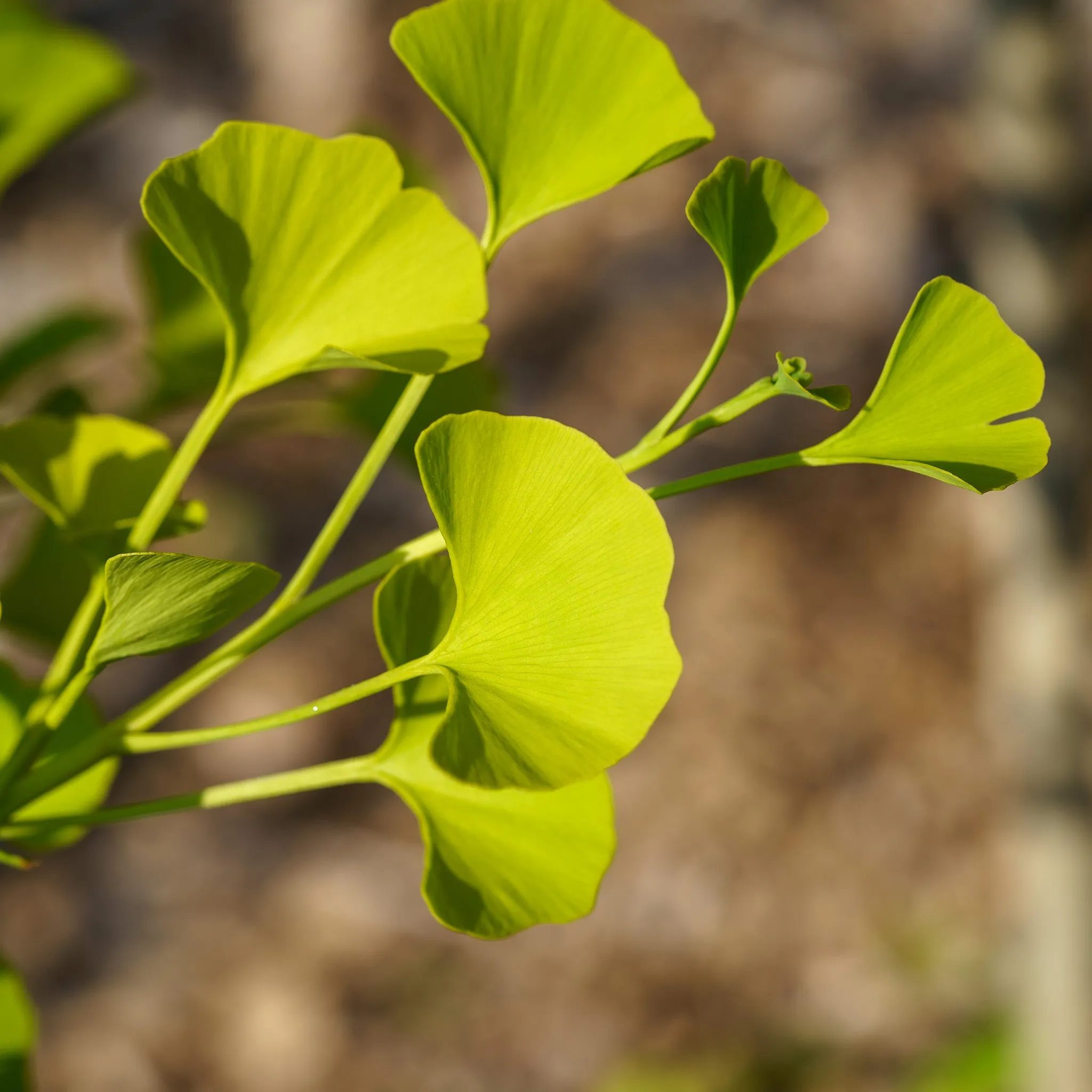 Sky Tower Ginkgo